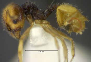 Media type: image;   Entomology 34232 Aspect: habitus lateral view